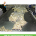 Chinese Fresh Peeled Garlic In Bulk